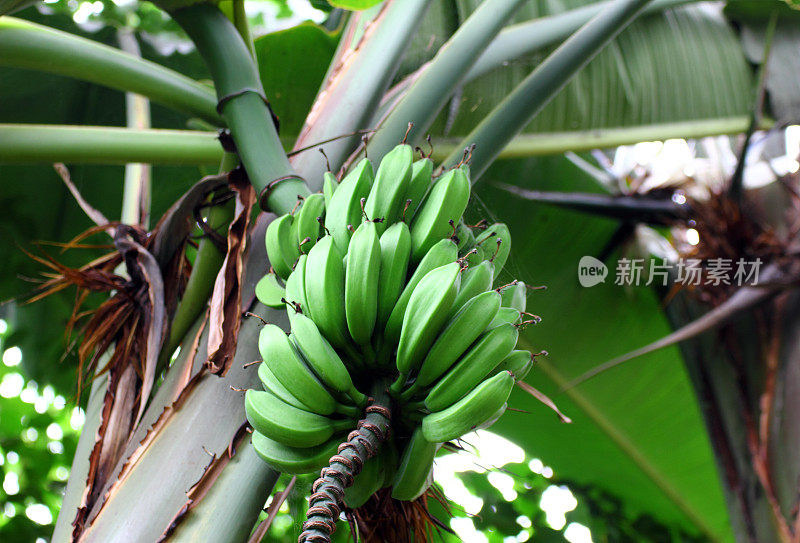 Banana tree